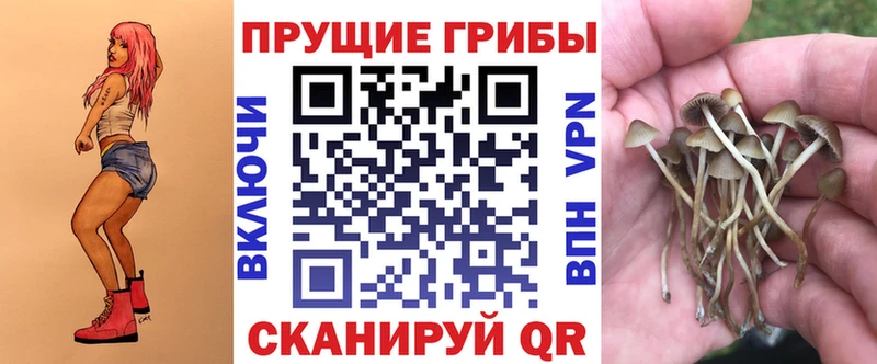 Галлюциногенные грибы Psilocybe  купить   Инта 